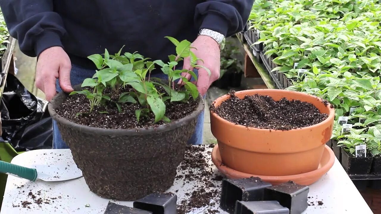 Как пересадить фуксию