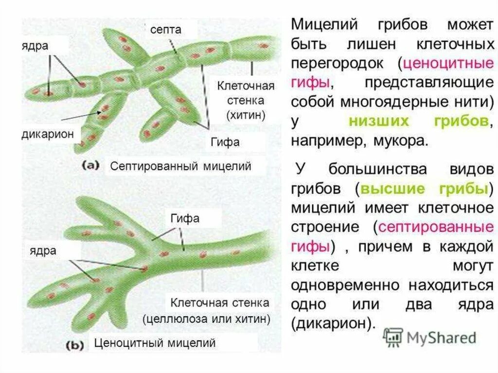 Мицелий грибов представлен одноклеточными. Строение мицелия высших и низших грибов. Мицелий состоит из клеток, разделённых перегородками. Строение клетки мицелиальных грибов. Строение клетки гриба мицелий.