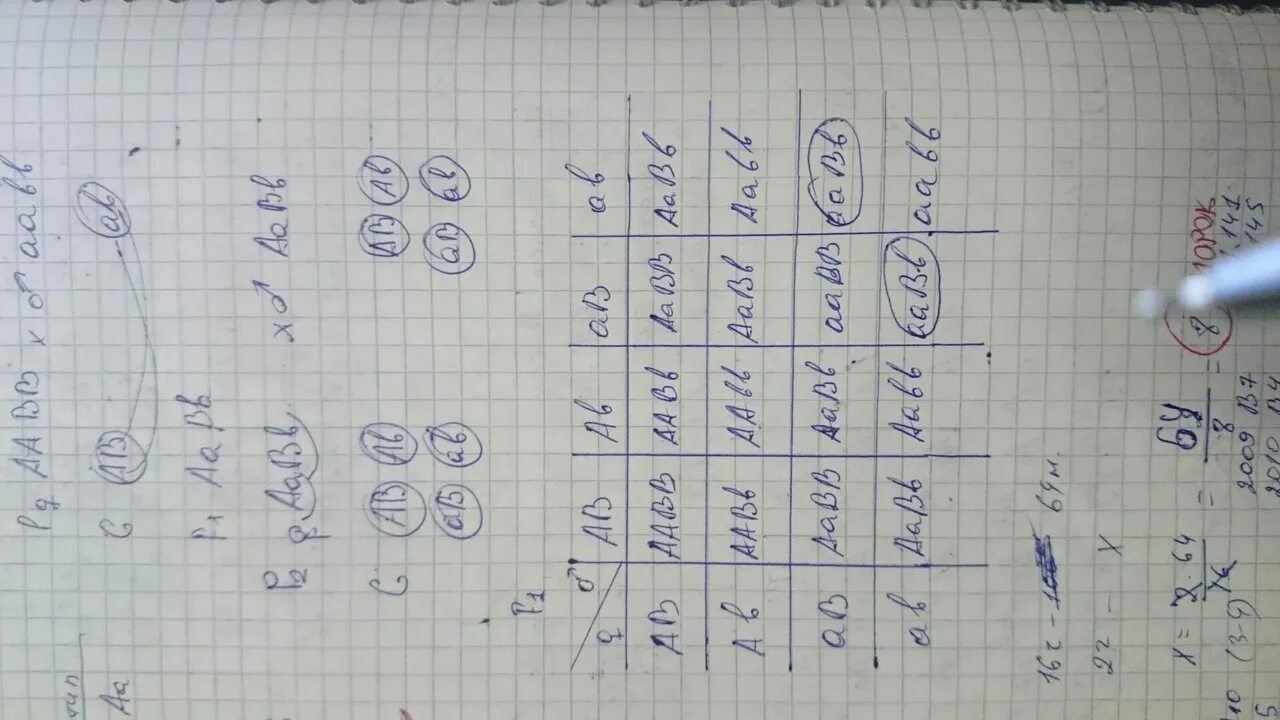 У томатов красная окраска доминирует над желтой. У томатов красная окраска плода доминирует над желтой. У томатов красный цвет плодов доминирует над желтым нормальный. У томата красная окраска плода определяется доминантным. У томатов ген нормального роста доминирует над геном карликовости.