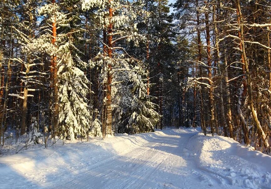 Новый год новгородская область. Зимний лес Архангельской области. Архангельск зима лес. Новгородская область зима. Архангельская область зимой.