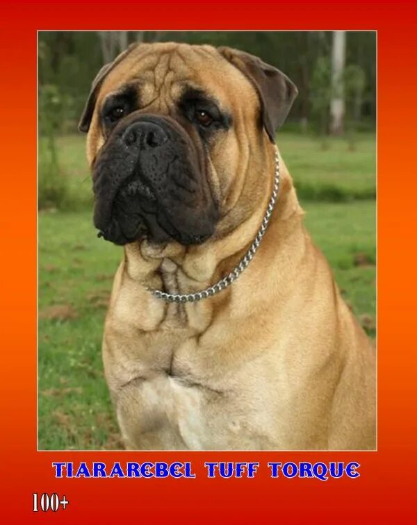 List of mastiff type breeds