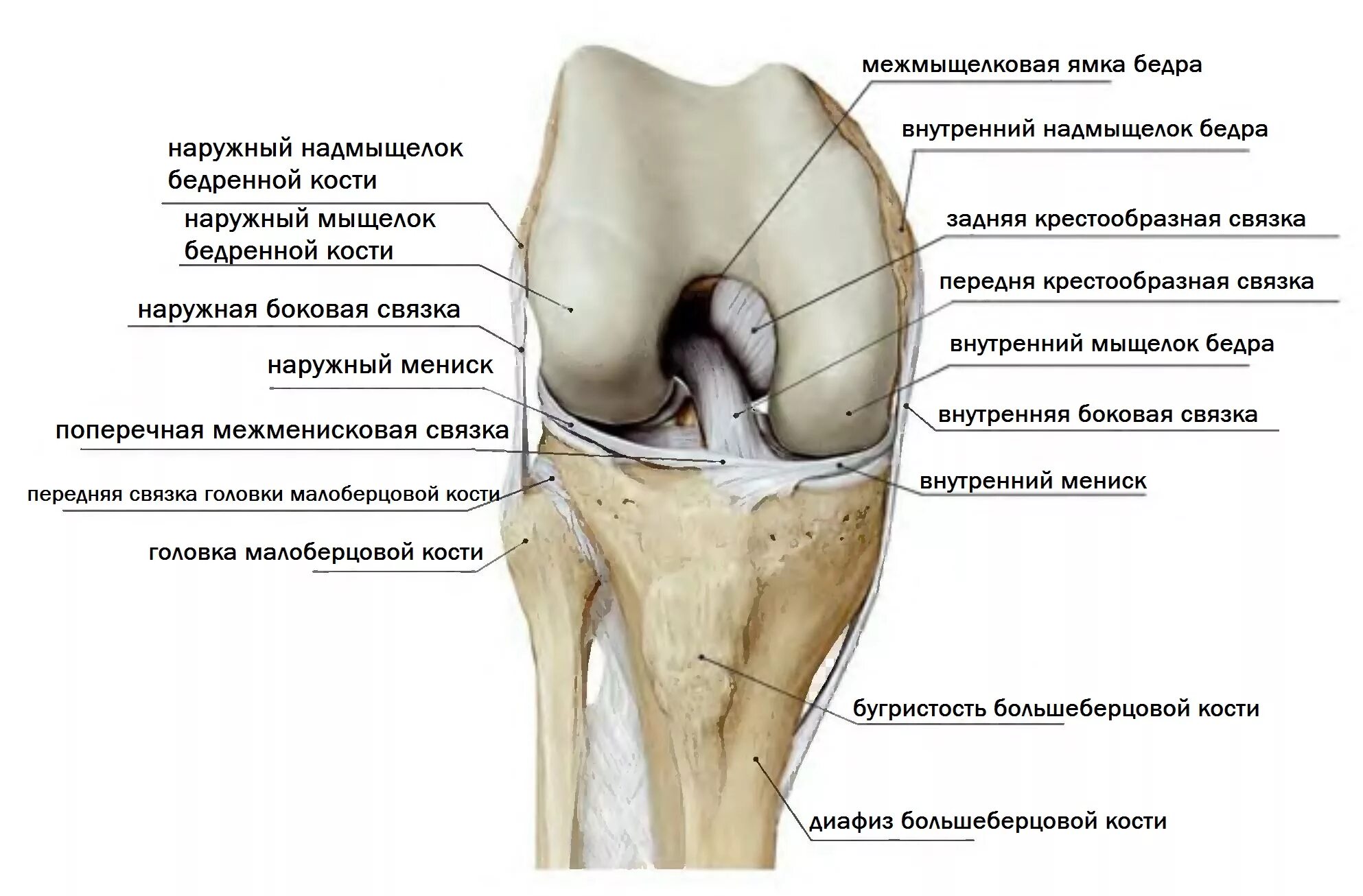 Строение коленного сустава мыщелки. Мыщелок коленного сустава анатомия. Медиальный мыщелок коленного сустава. Мыщелок бедренной кости в коленном суставе. Внутри коленный сустав