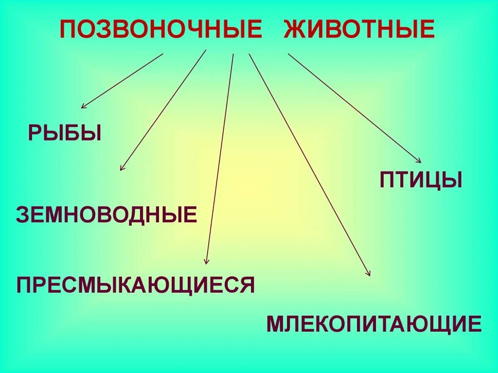 Жизнедеятельность позвоночных животных. Позвоночные животные. Позвоночные это в биологии. Позвоночные животные примеры. Позвоночные животные презентация.