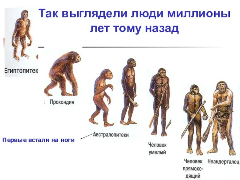Предок человека называется. Эволюция человека 5 класс биология. Происхождение человека. Возникновение человека. Происхождение и Эволюция человека.