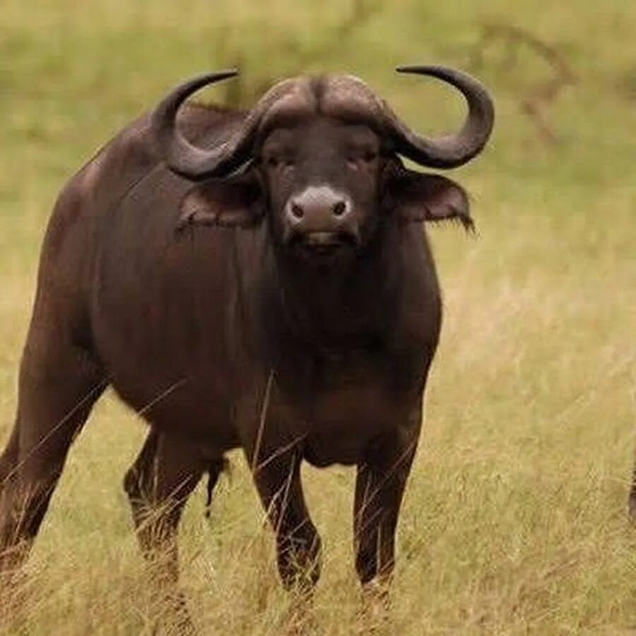 карликовые буйволы на зондских островах. карлик 4 букв. карлик 4 букв. горный аноа. морда буйвола.