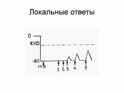 Физиология ответ