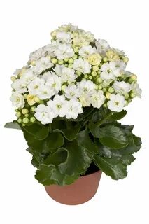 Каланхоэ d7 h13