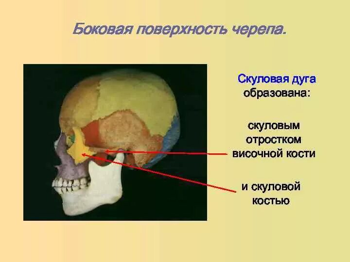 Анатомия скуловой кости