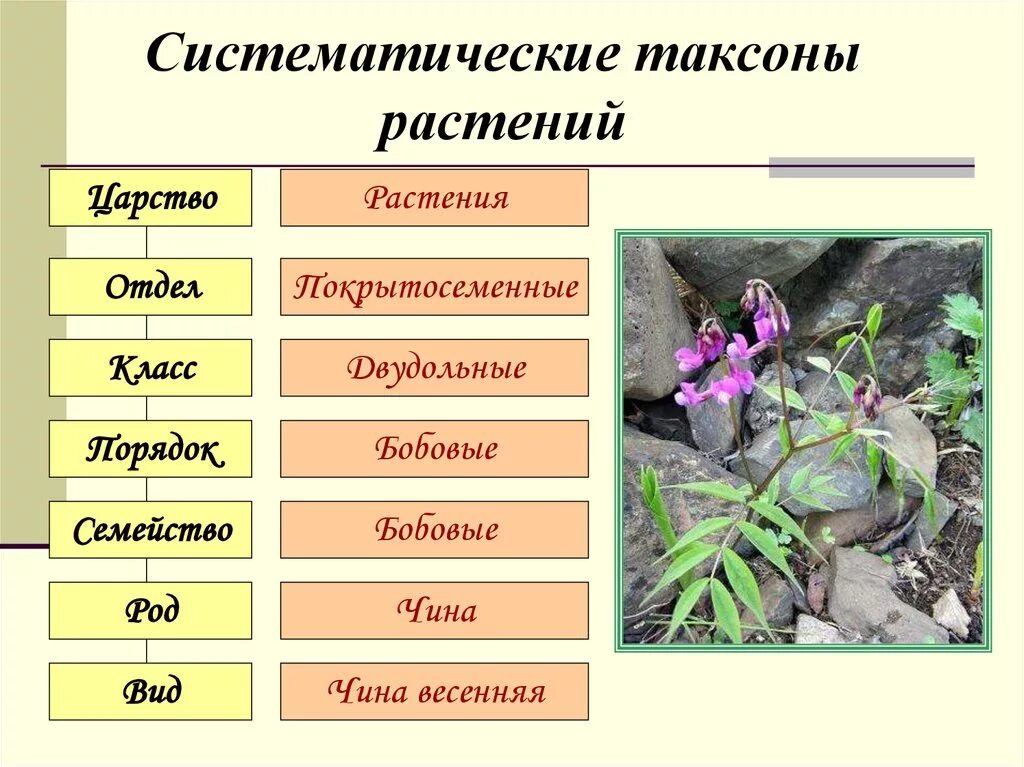 Расположите таксономические группы