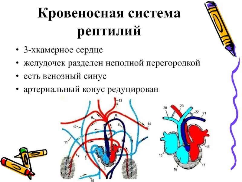 Филогенез кровеносной системы. Филогенез кровеносной системы рептилий. Синусы кровеносной системы это. Филогенез дыхательной кровеносной системы. Филогенез кровеносной