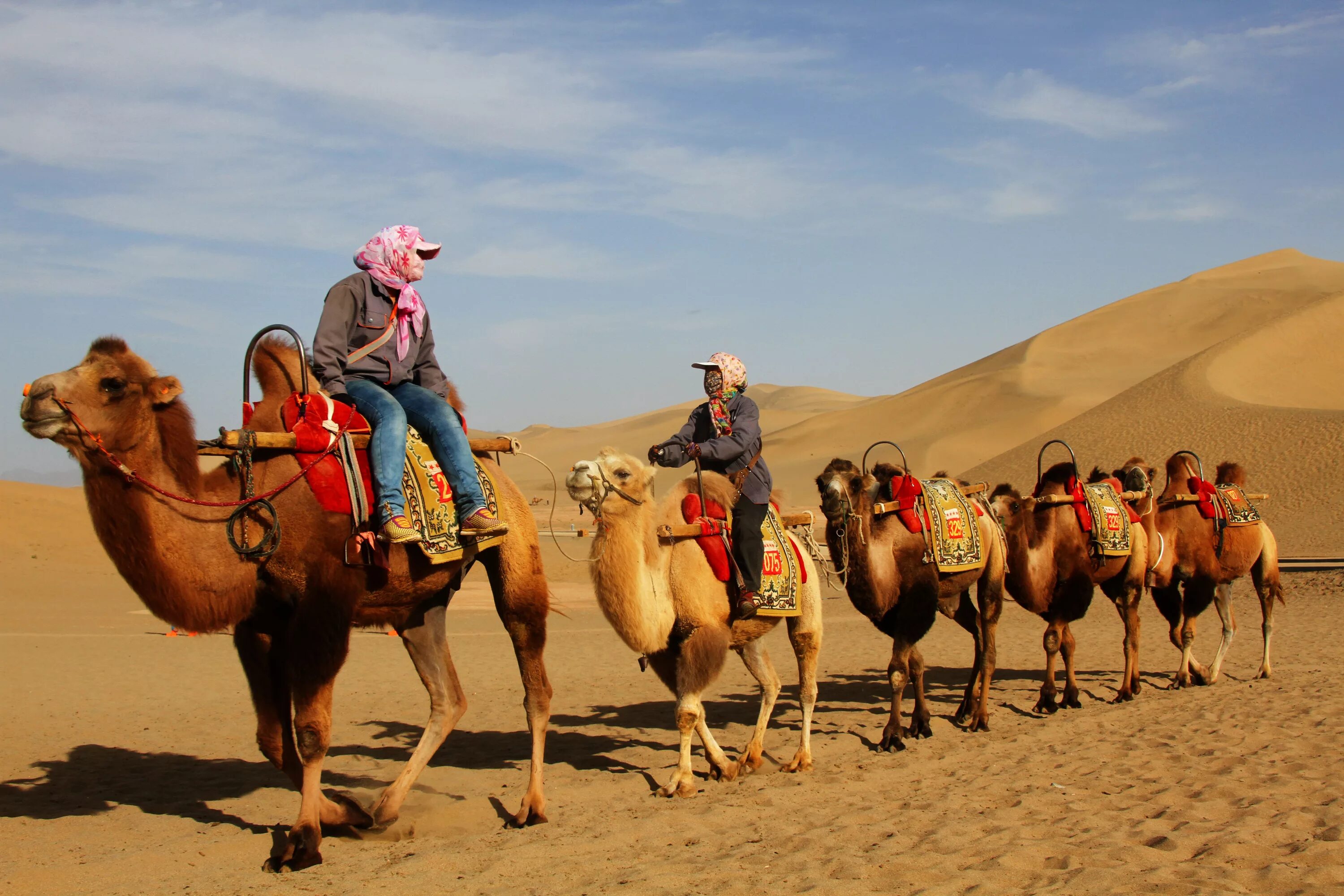 дикий одногорбый верблюд. верблюд одногорбый туркменистан. верблюд на армянском. монгольский полицейский на верблюде. верблюд лицо.