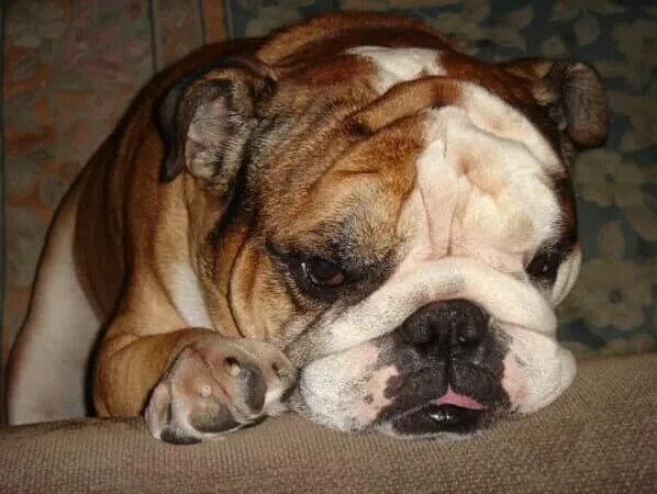 Бульдог задыхается. Глаза английского бульдога. Французский бульдог тяжело дышит. Бульдог с длинными ногами. Бульдог сидит на качелях.