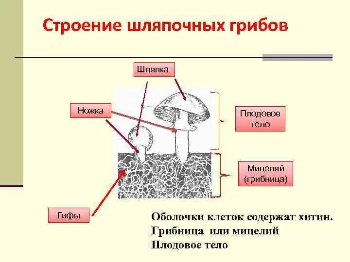 Клетки шляпочных грибов