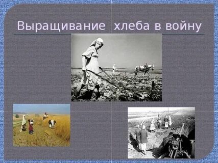 Как люди вырастили хлеб колоски