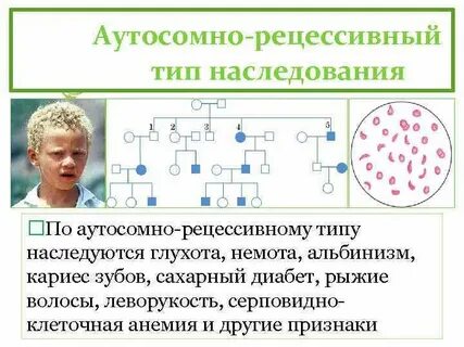 Псевдо аутосомные