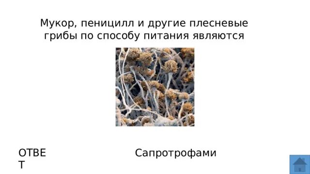 Способ питания пеницилла. Плесневый гриб мукор сапротроф. Способ питания гриба мукора. Среда обитания плесневых грибов. Способ питания плесневых грибов.