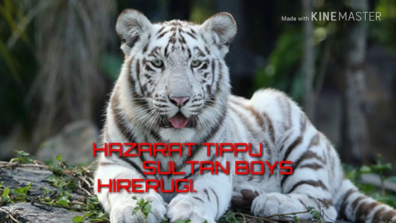 Nika tiger. 3d скульптуры гепард. Nika tiger. Эмблемы кланов. Nika tiger.