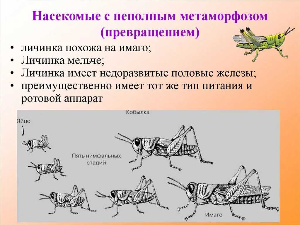 Метаморфоз 20. Типы личинок насекомых с неполным превращением. Цикл развития насекомых с неполным превращением. Личинки насекомых с неполным превращением строение. Стадии развития насекомых с неполным превращением отряд Прямокрылые.