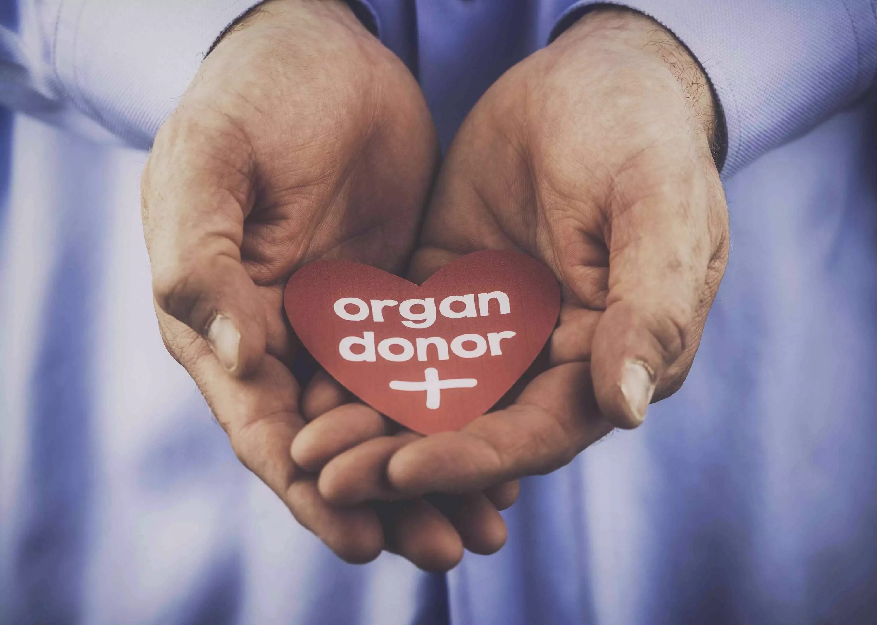 Трансплантация органов и тканей человека. Донорство органов и тканей. Трансплантация органов и тканей картинки. Сердце.