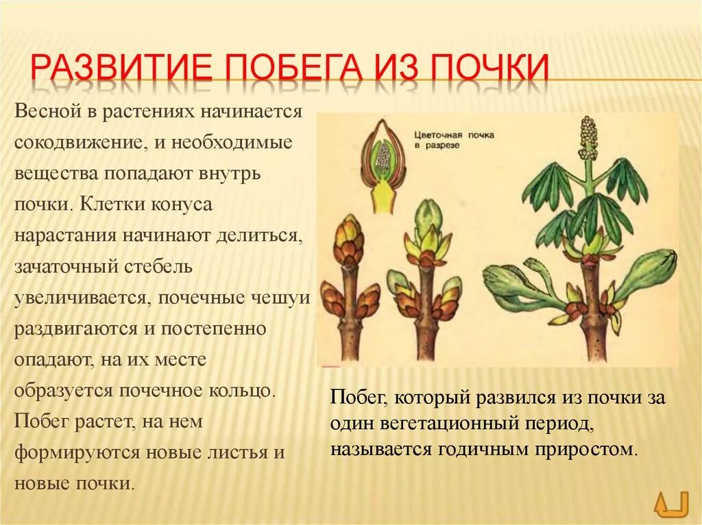 Этапы развития побега из почки. Побег развивается из почки из зачаточного стебля. Развитие и рост побегов из почек. Почки растений. Образование цветка появление вегетативных