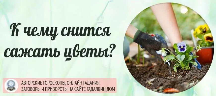 Сон сажать цветы в землю. Сажать цветы во сне. К чему снится сажать цветы. Сон,к чему сажать цветы во сне. К чему снится садить цветы.