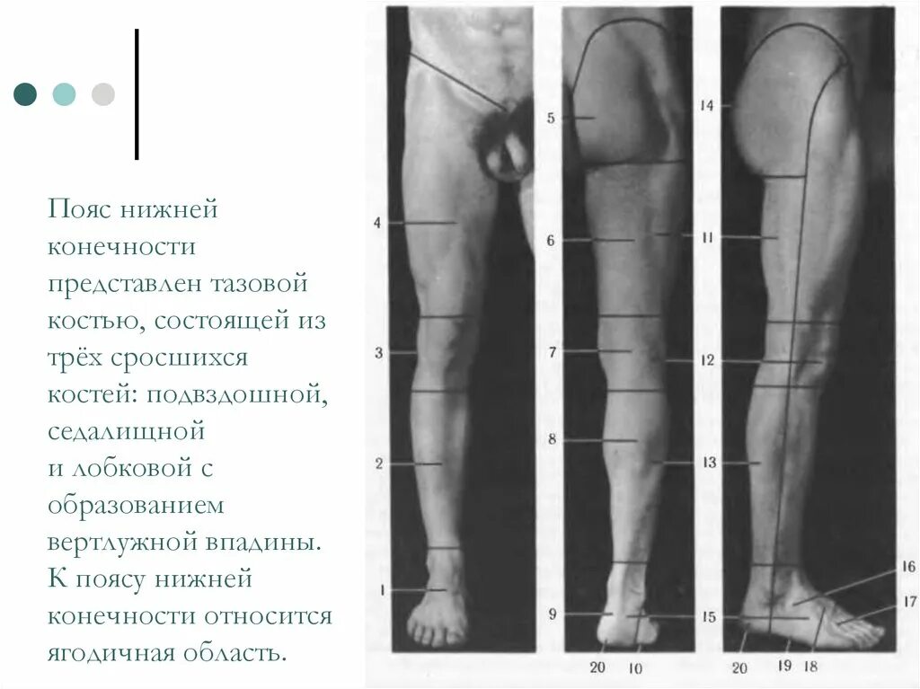 Области нижней конечности. Топографическая анатомия нижней конечности области бедра. Границы нижней конечности топографическая анатомия. Топографическая анатомия нижней конечности. Бедро (передняя область). Границы передней области бедра топографическая анатомия.