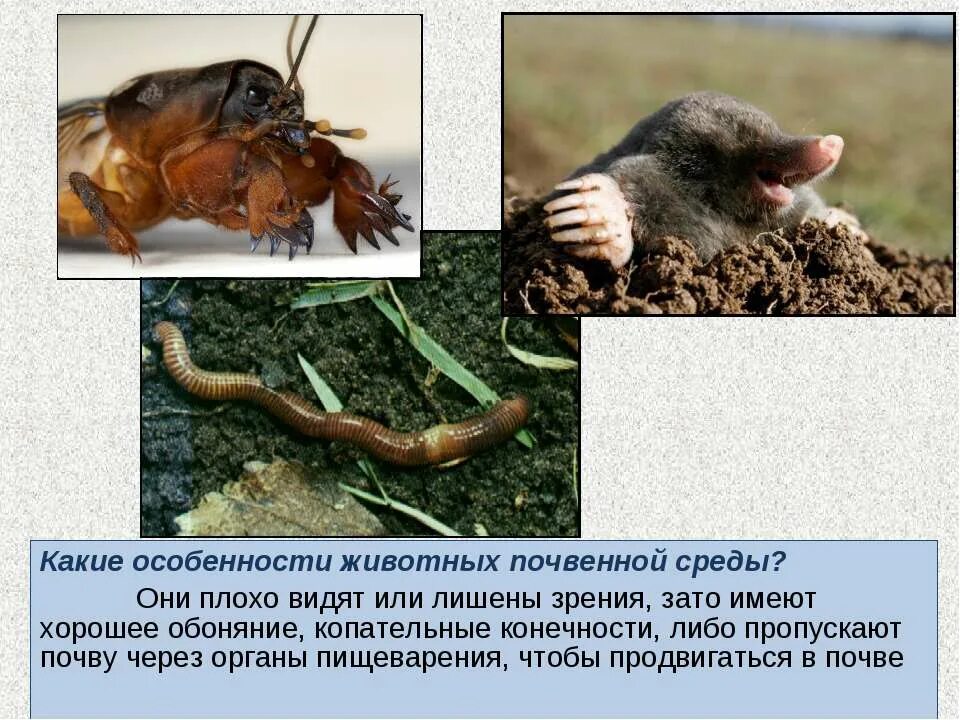 Особенности обитания животных. Приспособление животных к почвенной среде обитания. обитатели почвенной среды. животные обитающие в почве. приспособленность животных к почвенной среде.