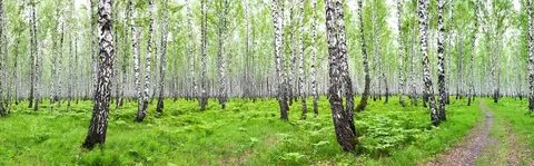Днс березовая роща