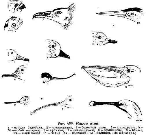 Разнообразие клювов. Строение клюва водоплавающих птиц. Типы клювов у птиц. Типы питания птиц и клювы. Типы клювов у птиц и их питание.