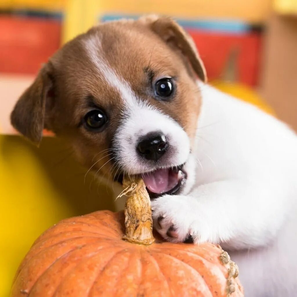 Можно ли щенку тыкву. Собака тыква. Можно ли щенку тыкву. Можно ли щенку тыкву. Аусси.