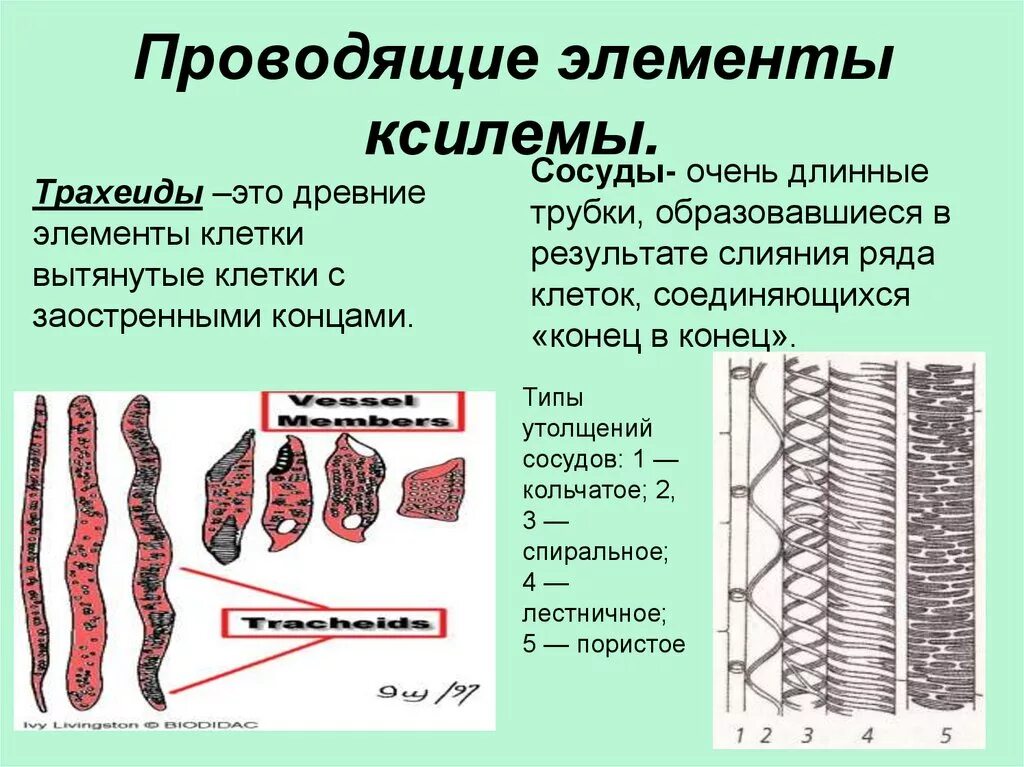 Проводящие элементы сосуды