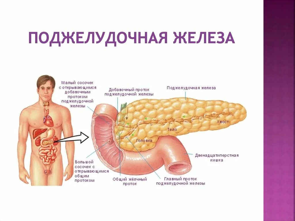 Функции выполняет поджелудочная железа человека. Функции выполняет поджелудочная железа человека