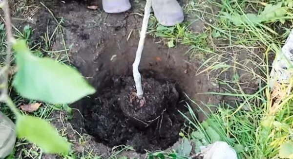 Высаживание саженцев яблони. Букетная посадка яблони. Опоры для поддержки корневой шейки. Саженцы яблони зкс. Саженцы деревьев с открытой корневой.