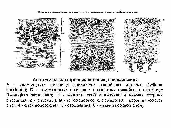 Строение таллома лишайника. Строение слоевища лишайника рисунок. Строение слоевища лишайника. Схема внутреннего строения лишайника 5 класс биология. Строение лешайника7 класс.
