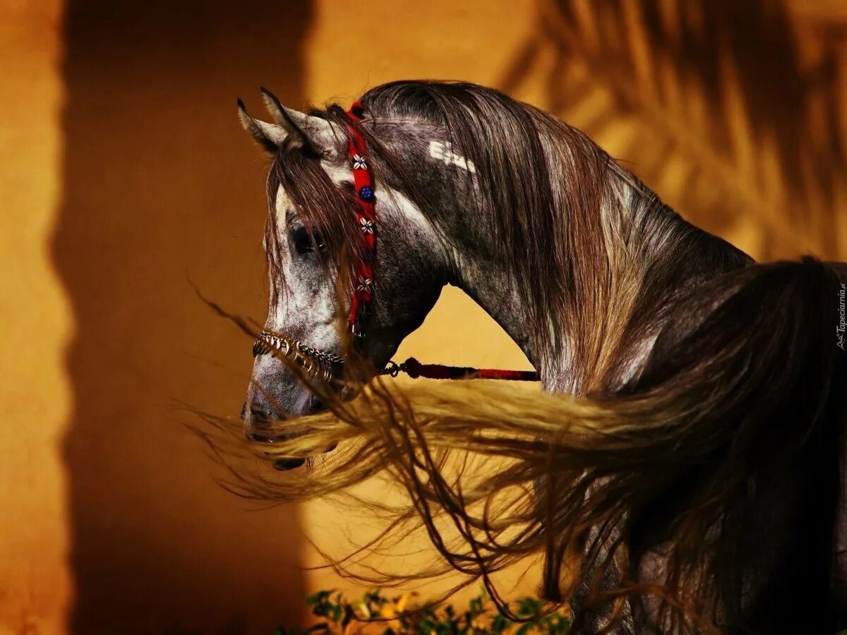 Найти арабский скакун. Арабская лошадь. Арабский скакун. Красивые арабские лошади. Лошадь черный.