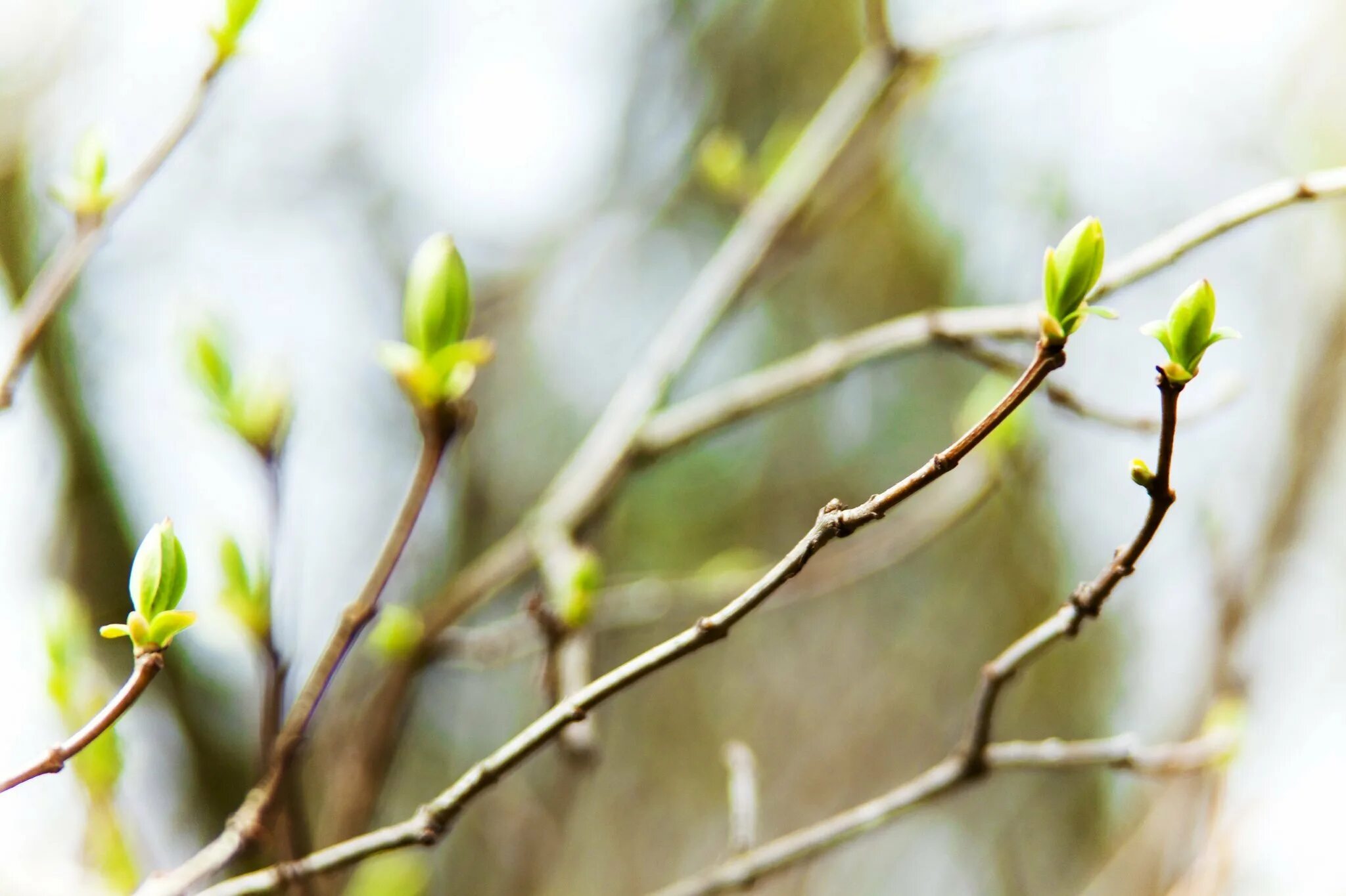 Весенняя зелень. Распускаются почки зеленеют листочки. Солнце и почки. Почки на деревьях. Солнце и почки.