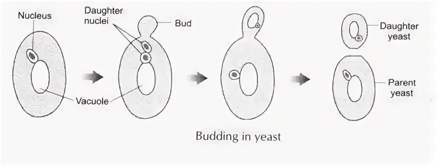 06.03 01 биология. Budding process of yeast fungi. Метод budding картинки. Broad-budding yeast. Budding in Biology.