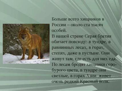 Почему волки не живут в южном полушарии