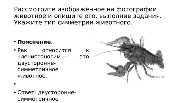 Укажите тип симметрии животного укажите среду. Укажите Тип симметрии животного. Рассмотрите изображённое на фотографии животное и опишите его. Укажите Тип симметрии и среду обитания животного.. Симметрия ракообразных.