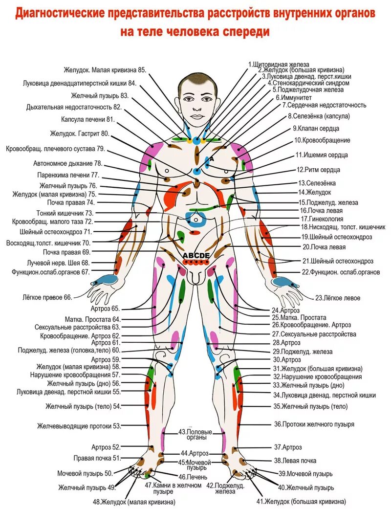 Внутренняя часть человека. Проекционные зоны Захарьина-Геда схема. Проекционные зоны внутренних органов на теле человека по Огулову. Огулов проекционные зоны внутренних органов на лице. Проекционные зоны на лице человека по Огулову.