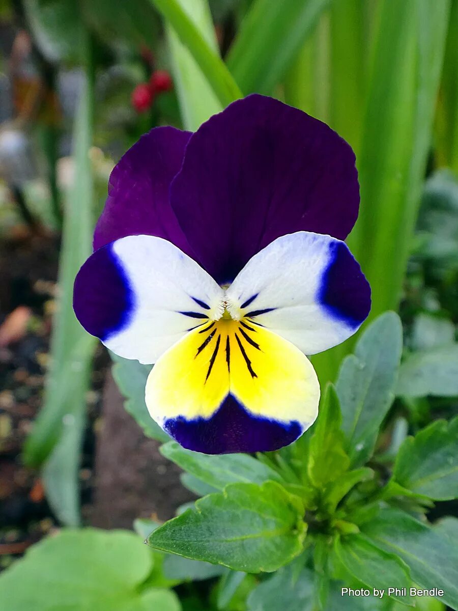 Фиалка трехцветная Viola Tricolor. Фиалка трехцветная (Виола Триколор). Анютины глазки, Виола трехцветная. Виола фиалка Анютины глазки. Как называются анютины глазки