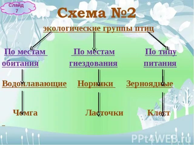 Экологические группы птиц по местам обитания. Классификация птиц по типу питания. Экологические группы птиц схема. Экологические группы птиц по типу питания.