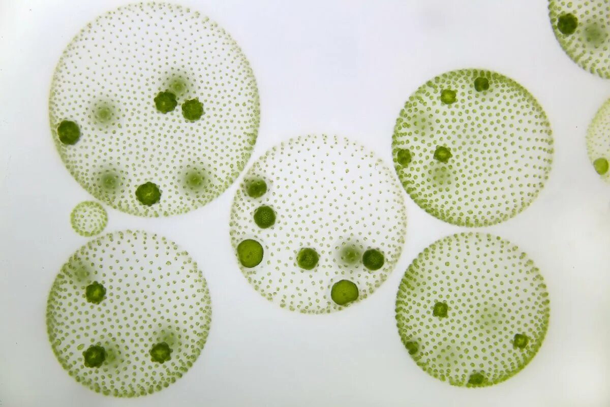 Колониальная одноклеточная водоросль. Колониальный вольвокс. Колониальные водоросли вольвокс. Вольвокс золотистый. Зеленые водоросли вольвокс.