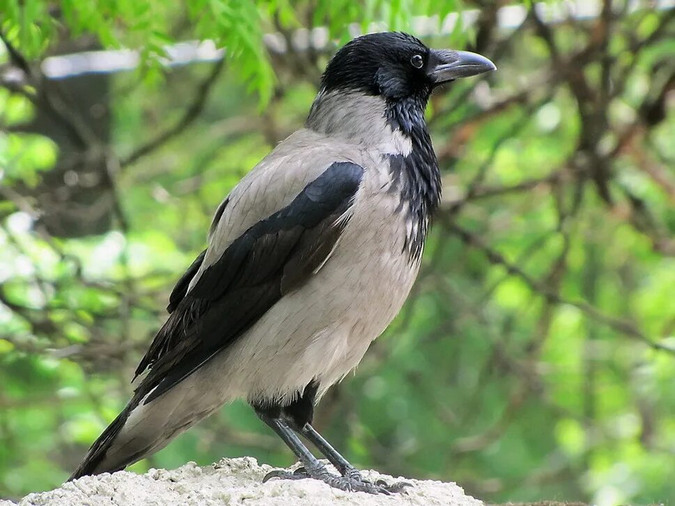 птицы картинки. экзотические птицы картинки. селезень утки мандаринки. вид животных птицы. множество птиц.