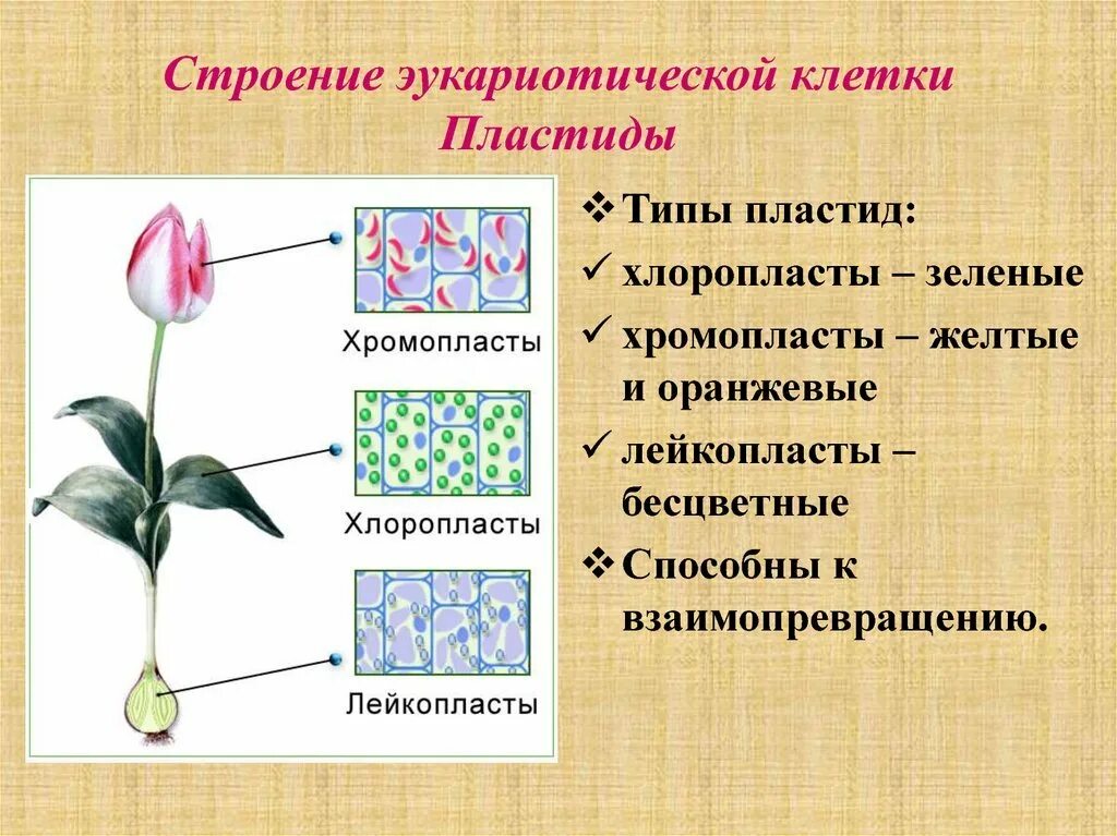 Какая функция пластид. Пластиды, их типы. Пластиды эукариотической клетки. Типы пластид. Пластиды строение.