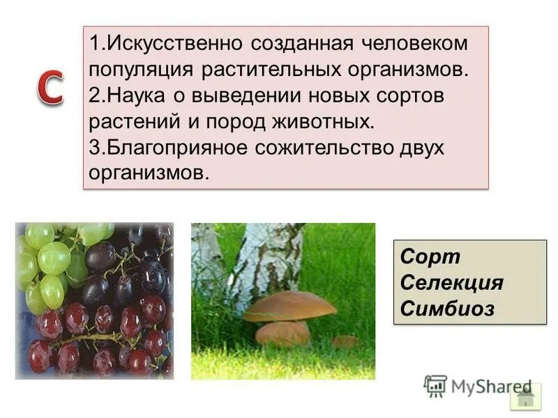 Остатки животных и растений как называется. Остатки животных и растений как называется