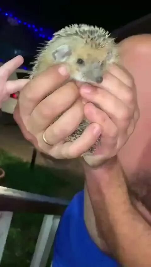 Ежик клип. Поцелуй ежика. носогрыз. ежик дзен.
