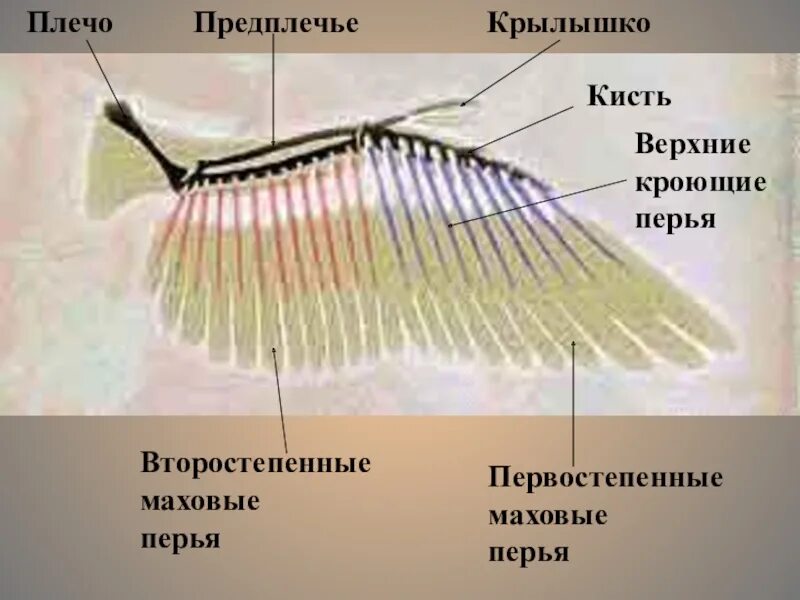 Типы крыльев у птиц. Строение крыла маховые перья. Маховые Крылья строение. Строение крыла птицы 7 класс биология. Структура птичьего крыла.