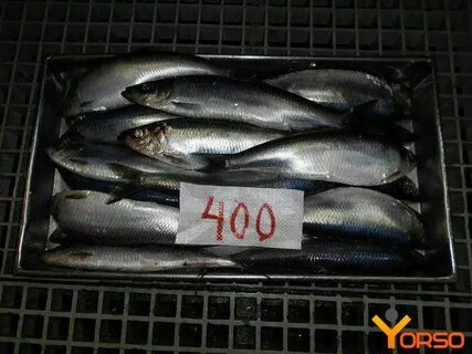 Где водится олюторская сельдь