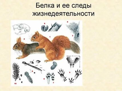 След белочки